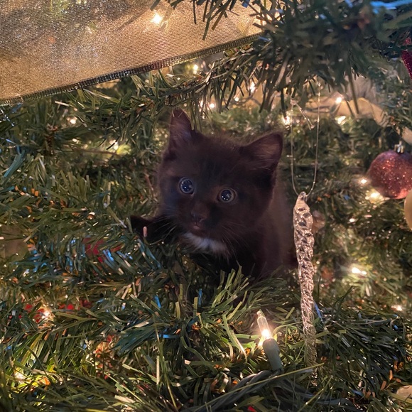 Meet Your Posher! 🌼 - Picture 4 of 4